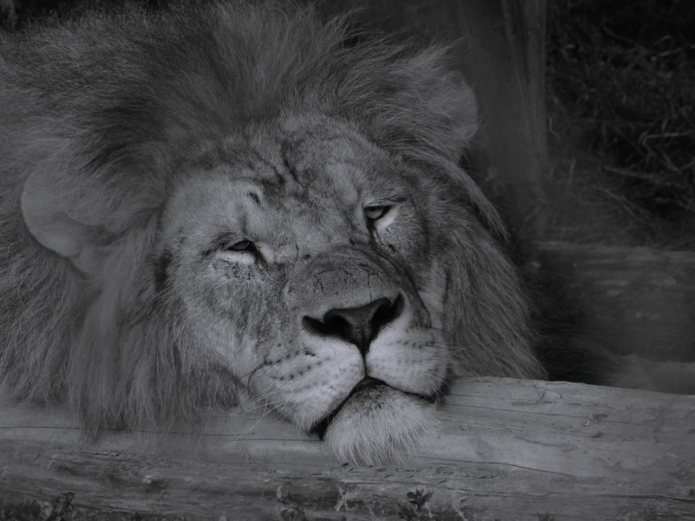 Photograph by Anna Veľasová