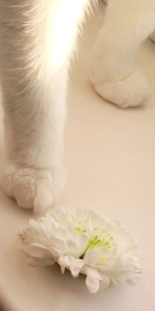 Photograph by Мария Машковцева