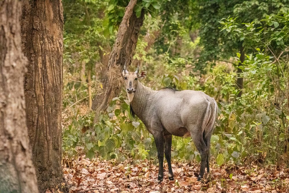 Photograph by Shalini Jain