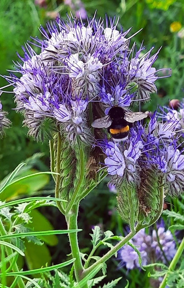 У меня в садочке