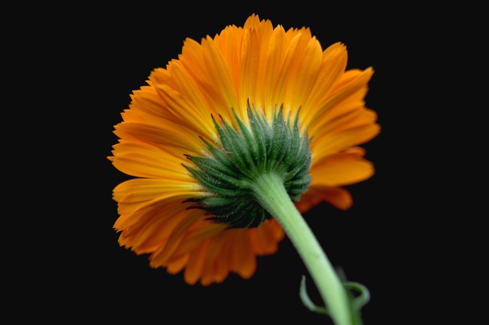 Фотография автора Екатерина Карасева