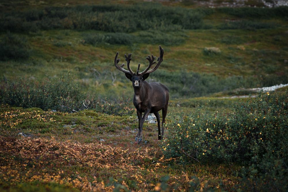 Photograph by Svetlana