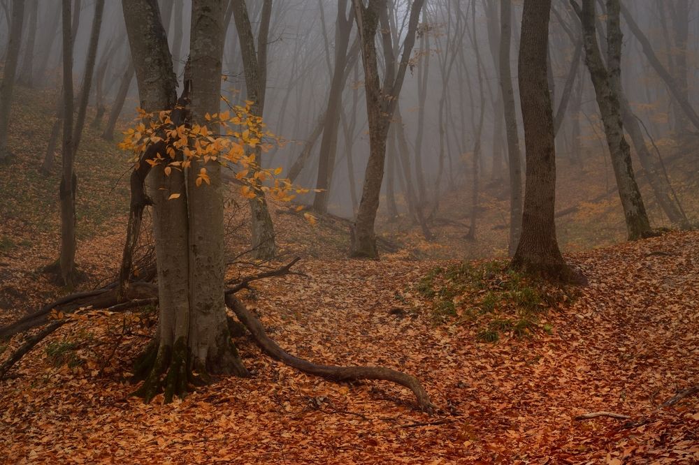 Туманное утро