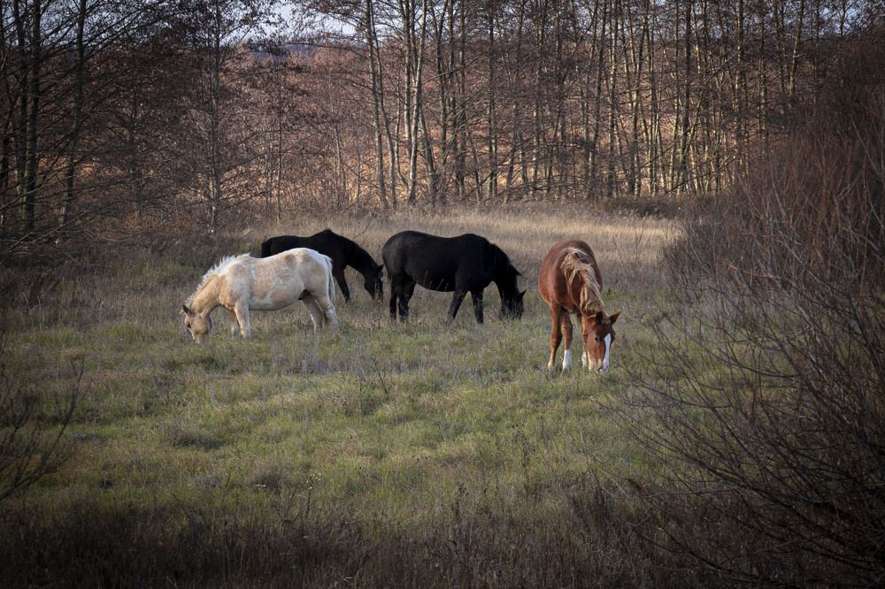 Фотография автора Елена Запертова