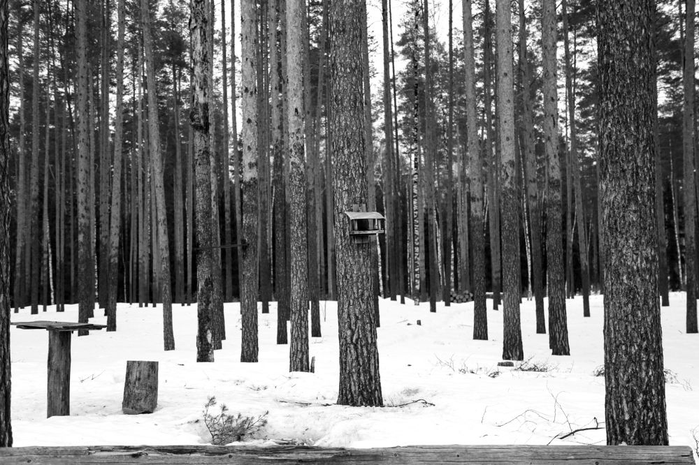 Photograph by Елена Буканина