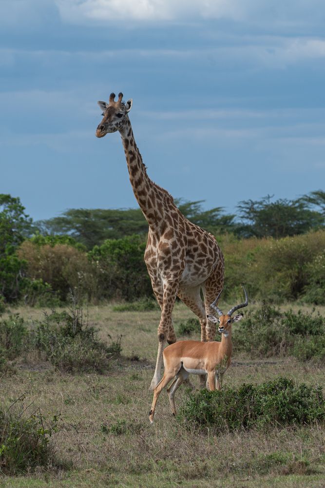 Guardians in the wild