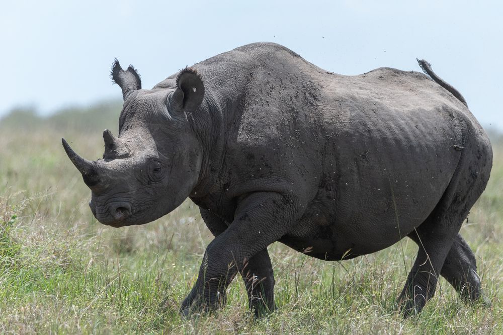 The last of their kind