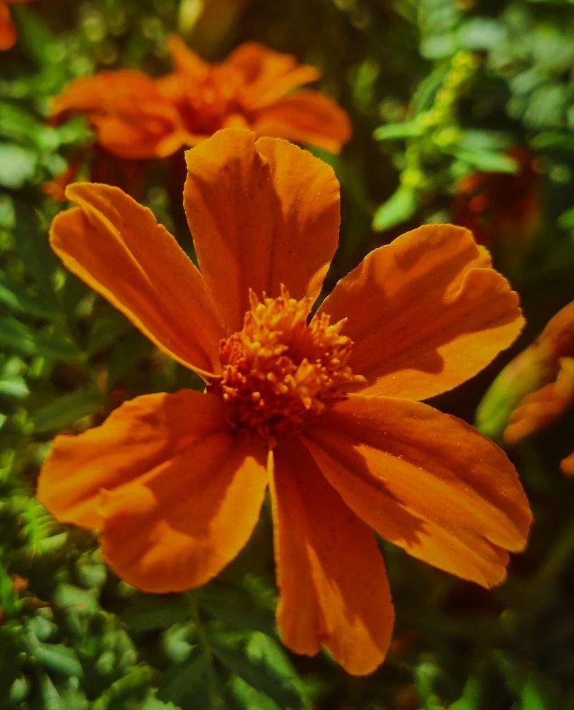 Photograph by Olena Chertous