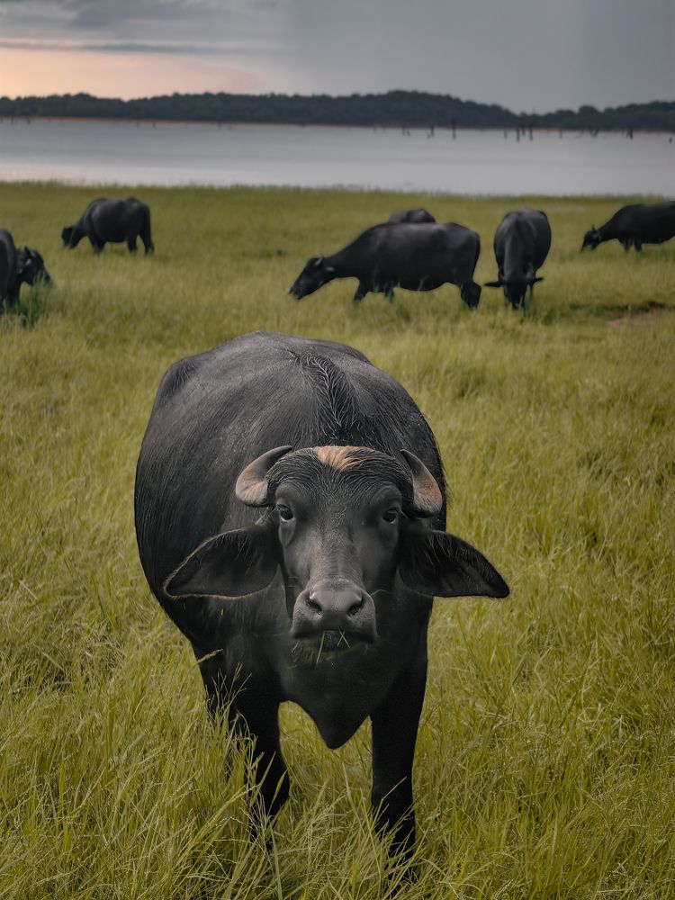 Photograph by Moni M