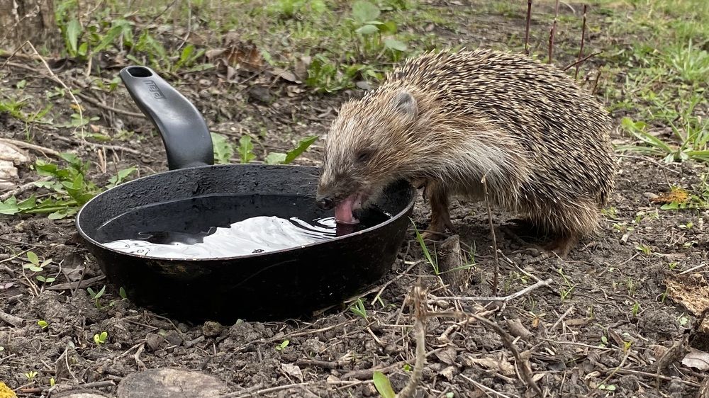 После долгой спячки