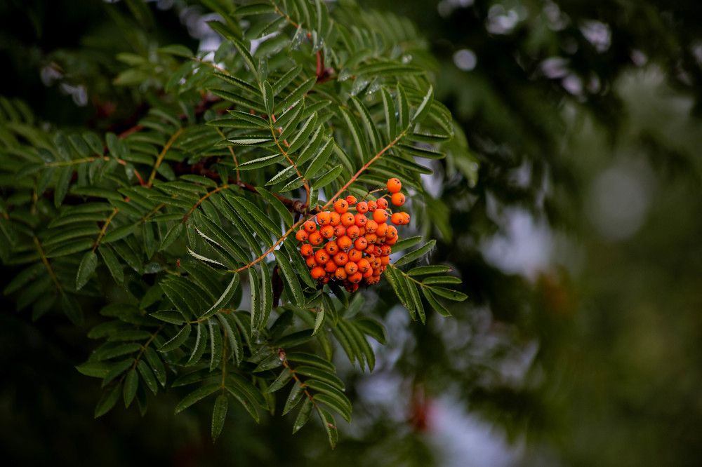Photograph by Евгений Авдеев