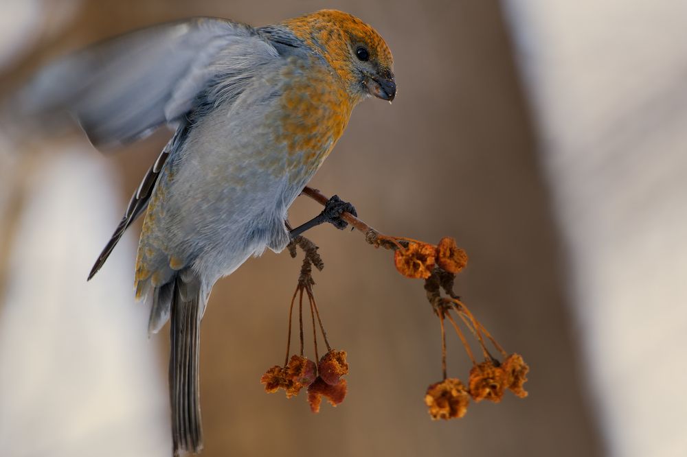 Photograph by Александр Перегудов