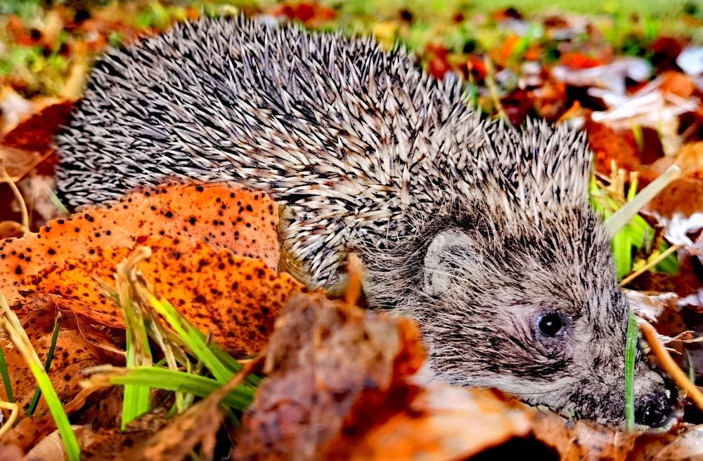 Photograph by Alen Brkić