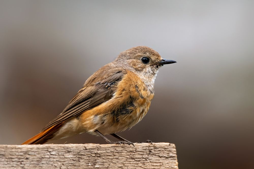 Photograph by Александр Перегудов