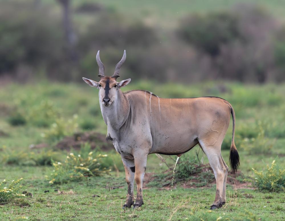 Photograph by Ranjith Kumar