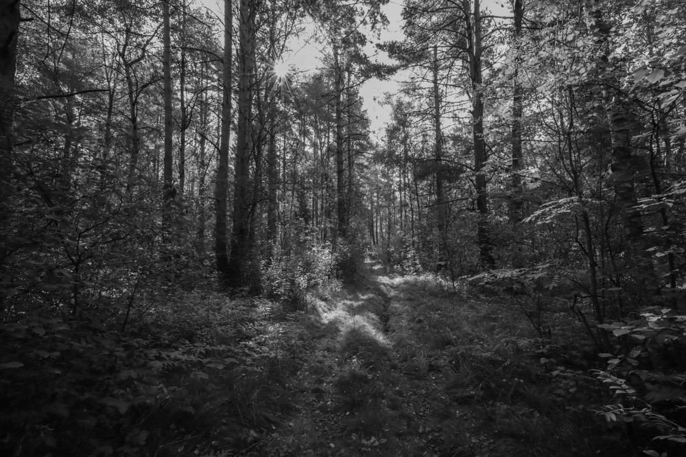 Photograph by Алексей Горин