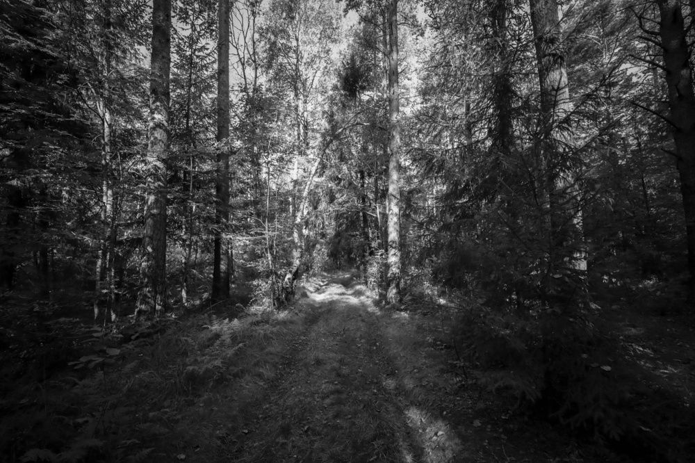 Photograph by Алексей Горин