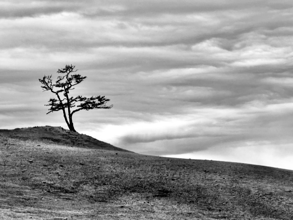 Одинокое дерево