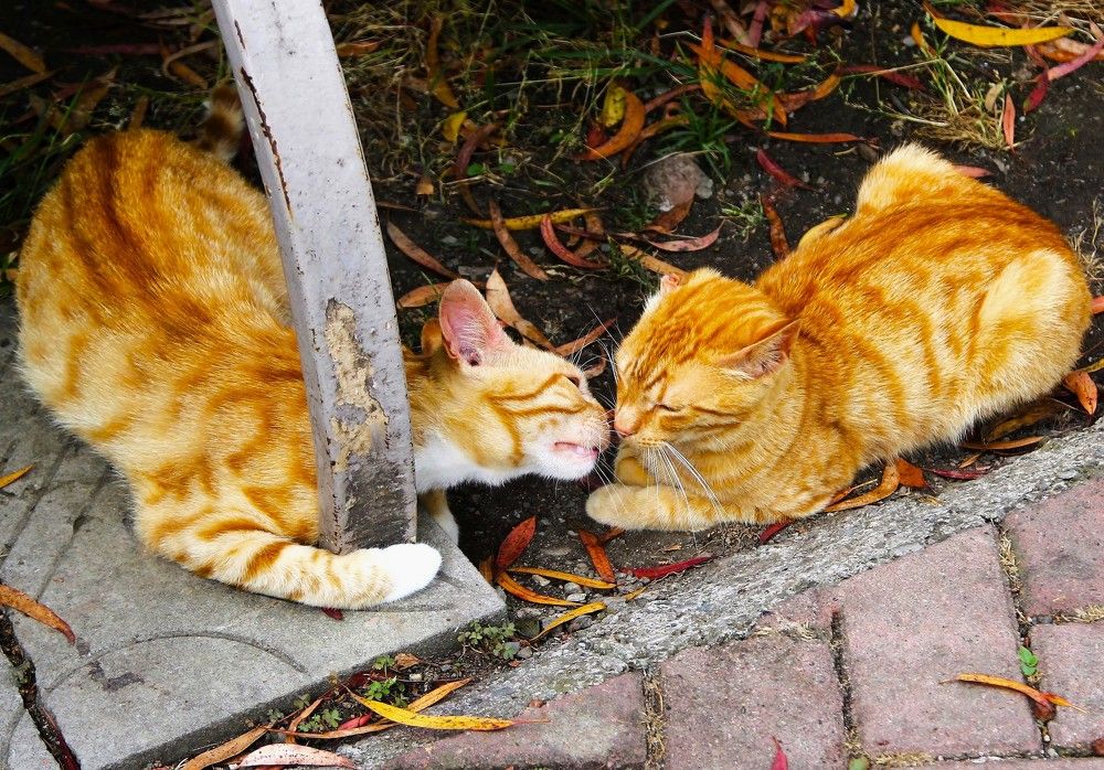 Photograph by Сергей Журавлев