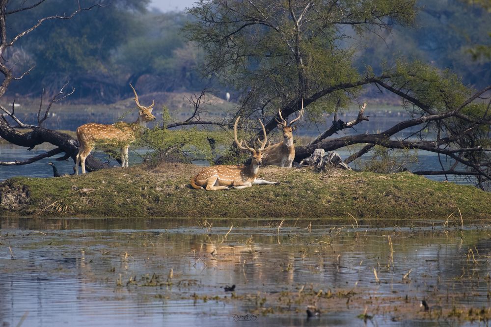 Фотография автора Diganta Roy