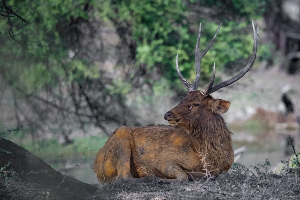 Фотография автора Diganta Roy