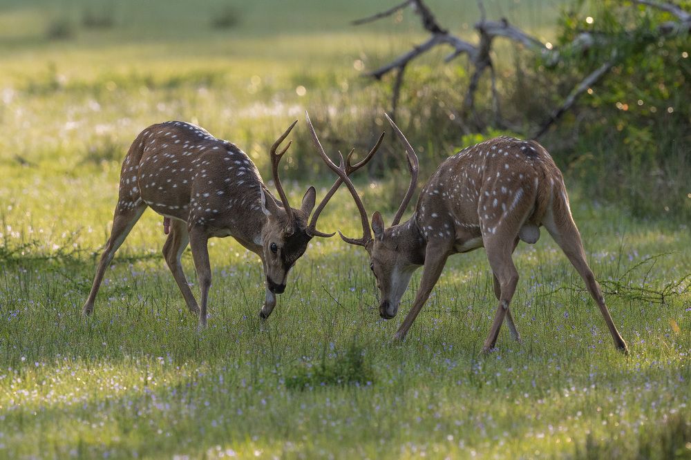Photograph by Indika Prasad