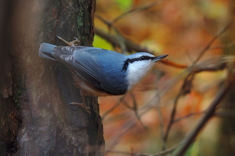 Поползень в осеннем лесу.
