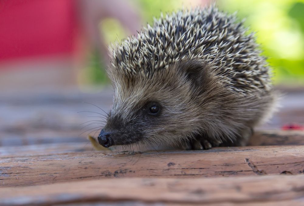 Photograph by Татьяна Феденкова