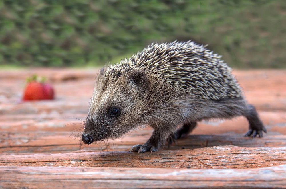 Photograph by Татьяна Феденкова