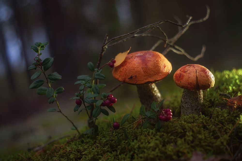 Photograph by Марина Мурашова