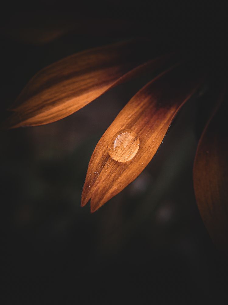 Фотография автора Наталья Алексеева