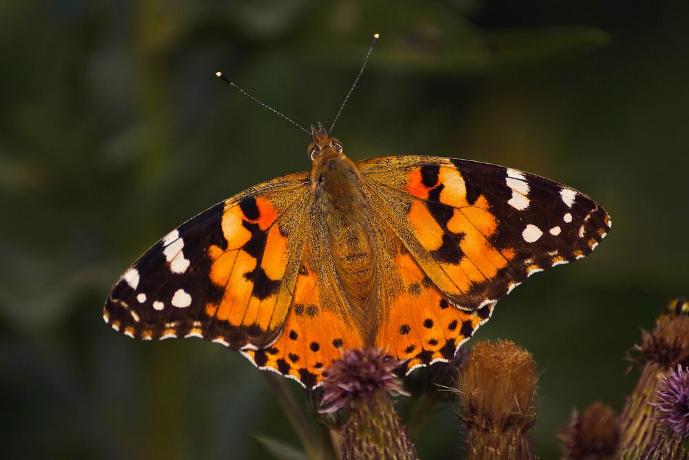 Photograph by Наталья Екимова