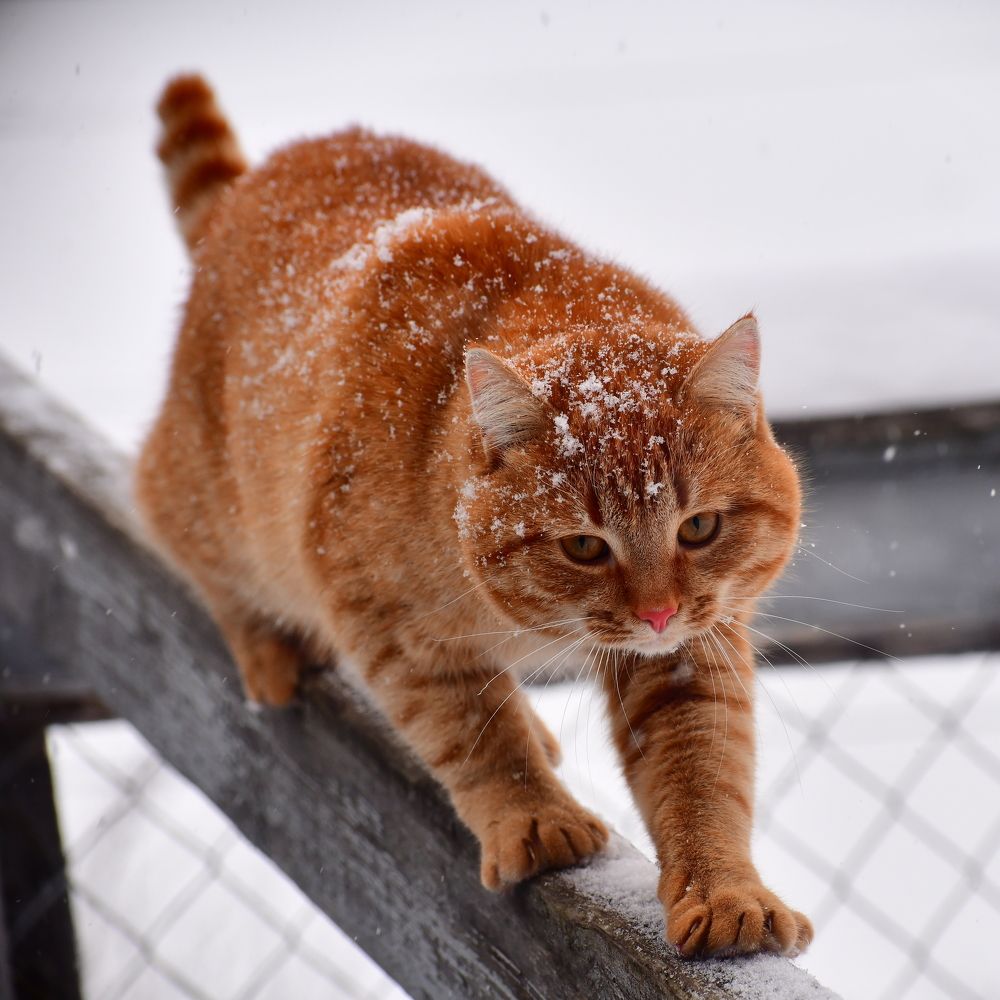 Photograph by Николай Абакумов