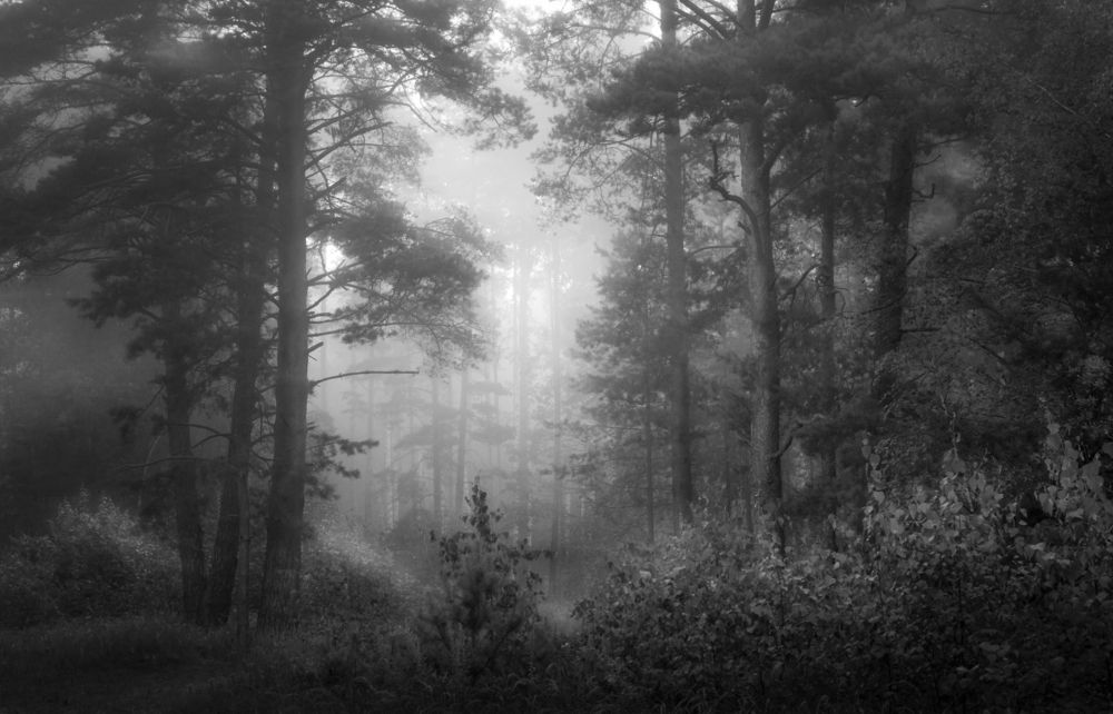 Photograph by Дмитрий Черепков