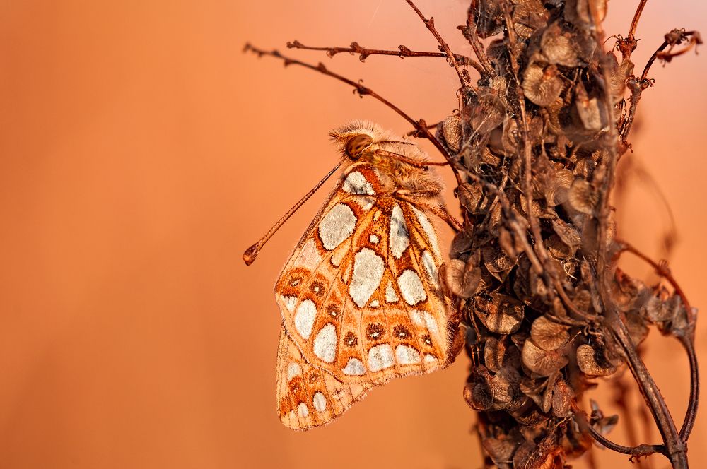 Photograph by Олег Тыркин