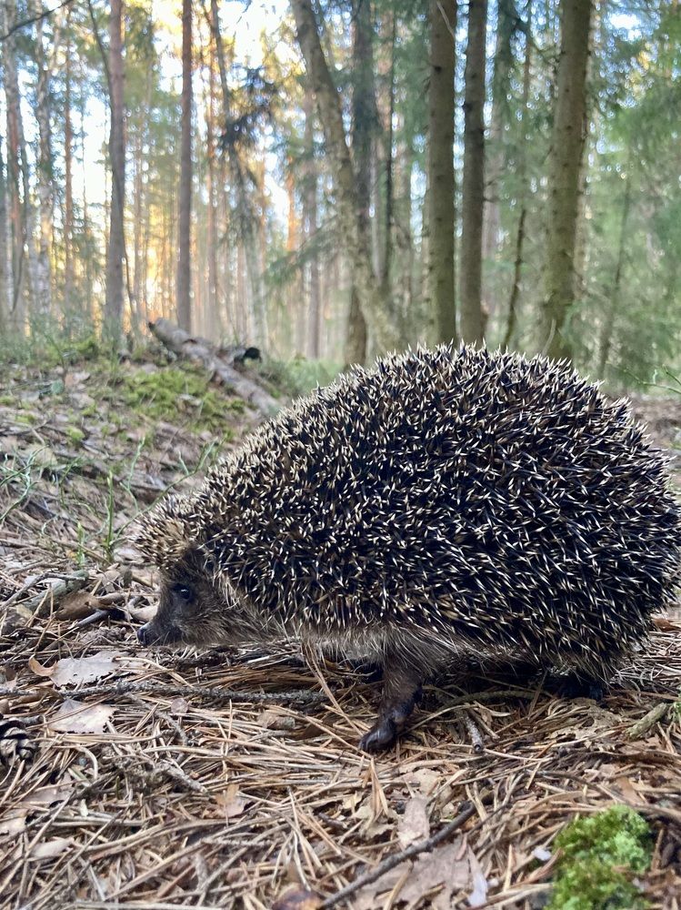 Фотография автора Алина Павлова
