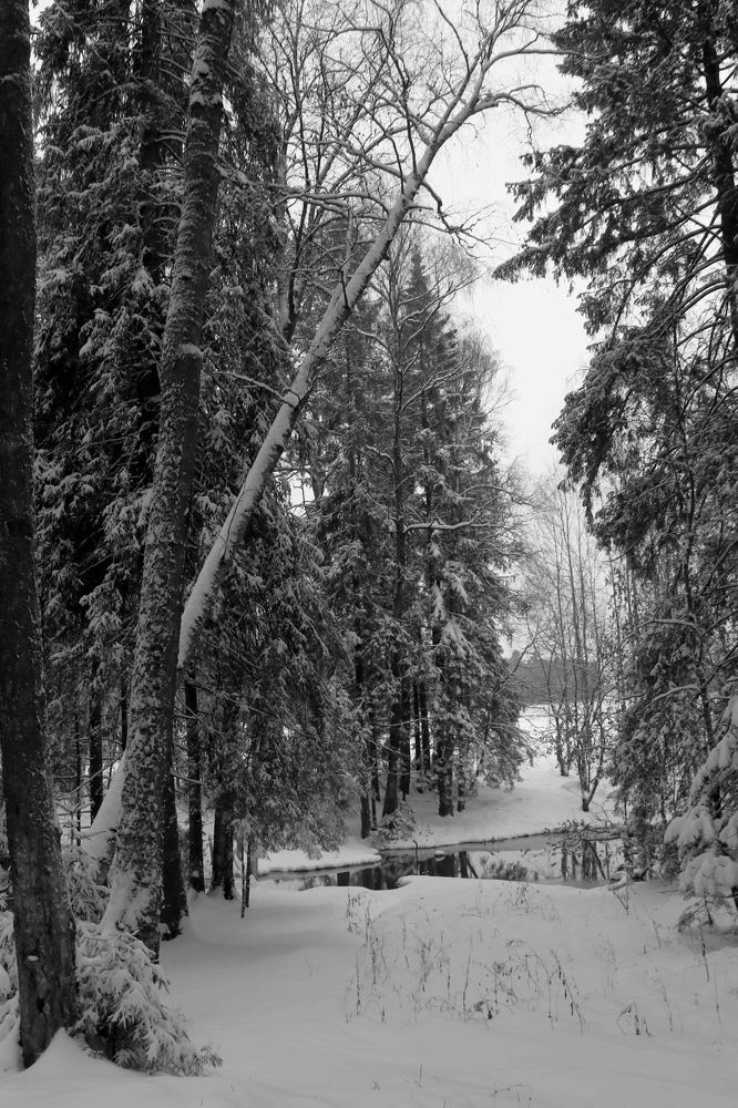 У лесного зеркала