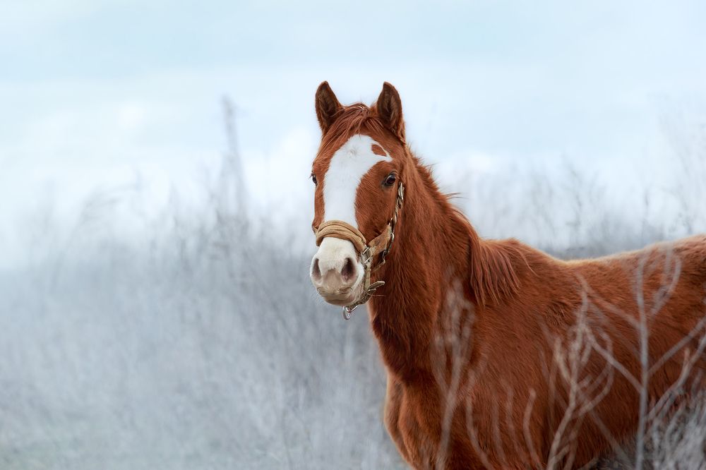 Photograph by Ольга Рябчикова