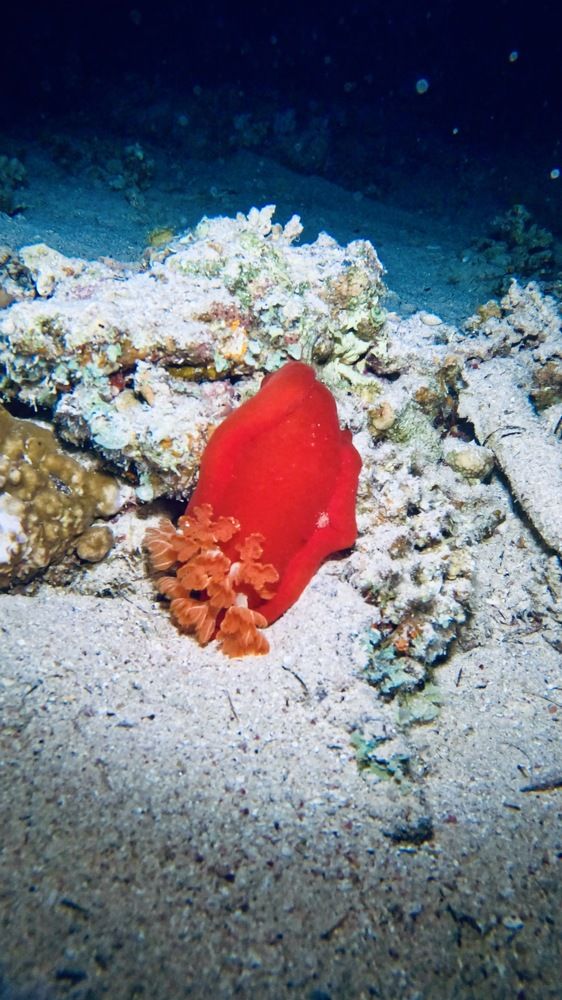 Photograph by Мария Берёзка