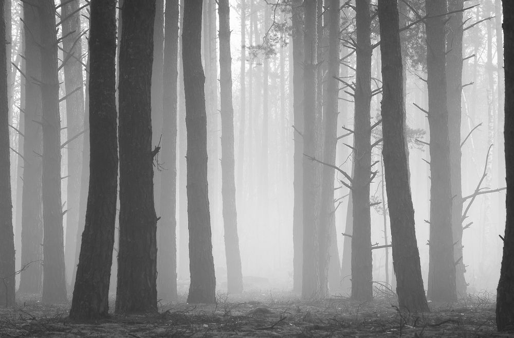 Photograph by Захаров Дмитрий