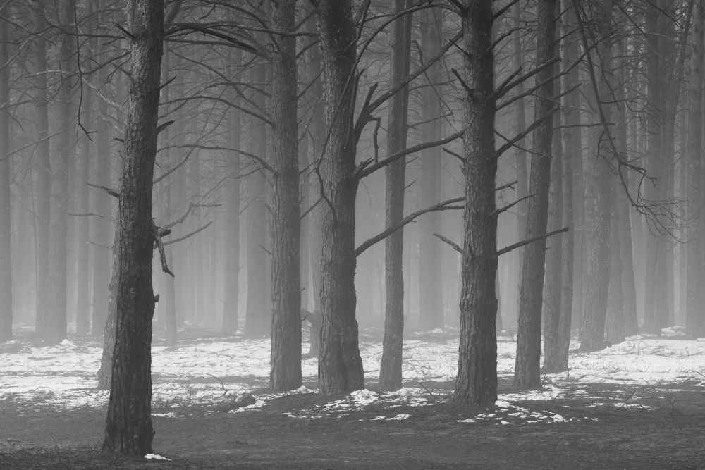 Photograph by Захаров Дмитрий