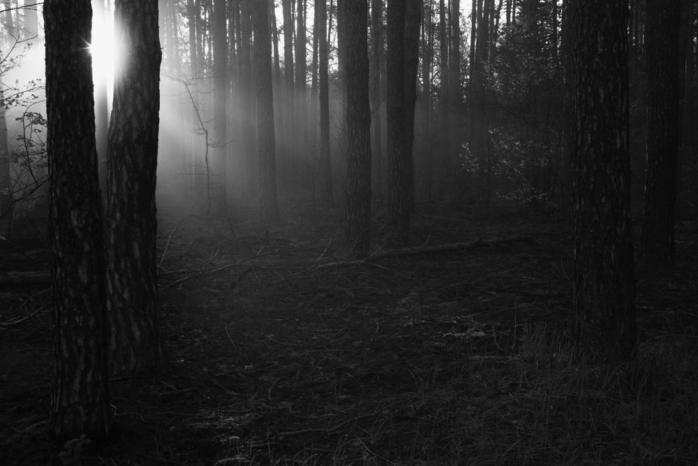 Photograph by Захаров Дмитрий