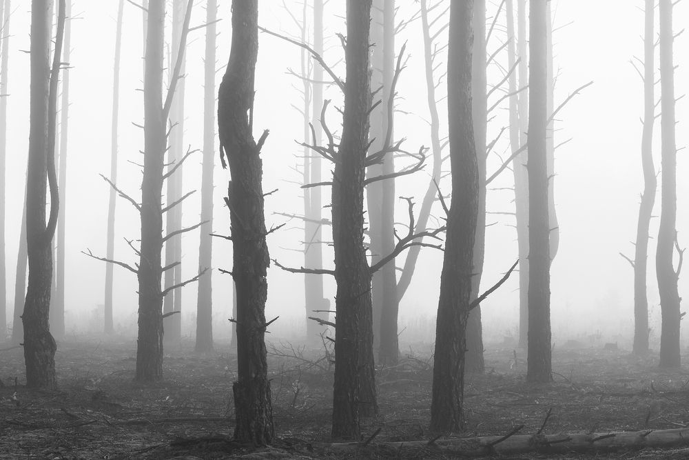 Photograph by Захаров Дмитрий