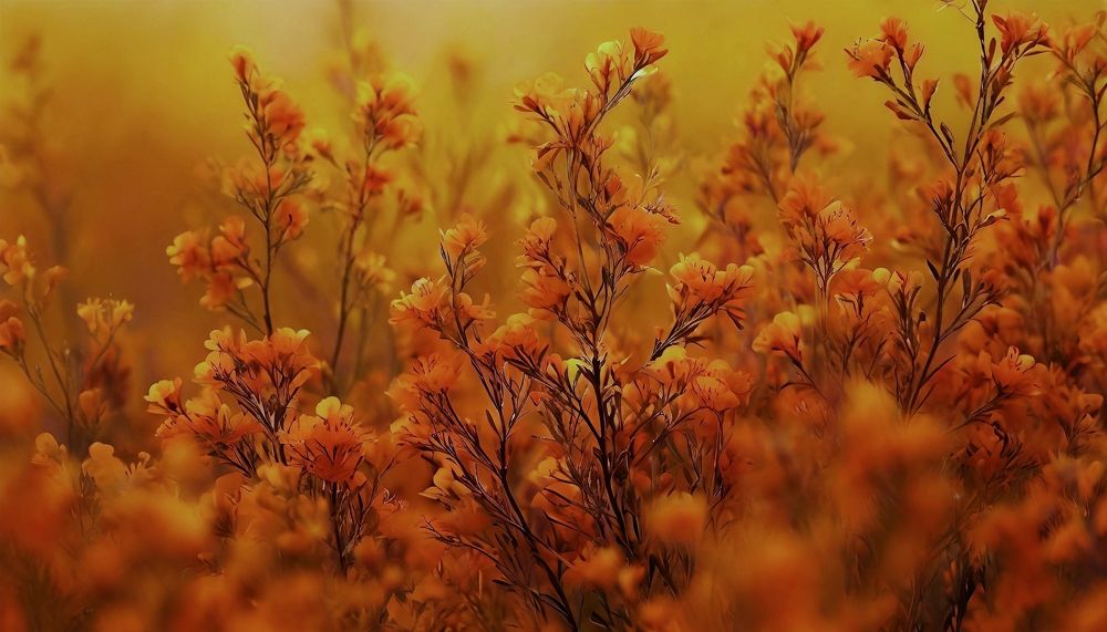 Photograph by Карина Плахова