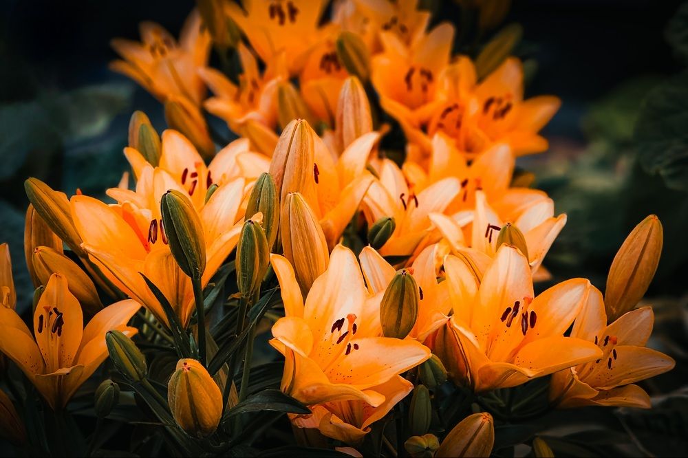 Photograph by Элен Пройс