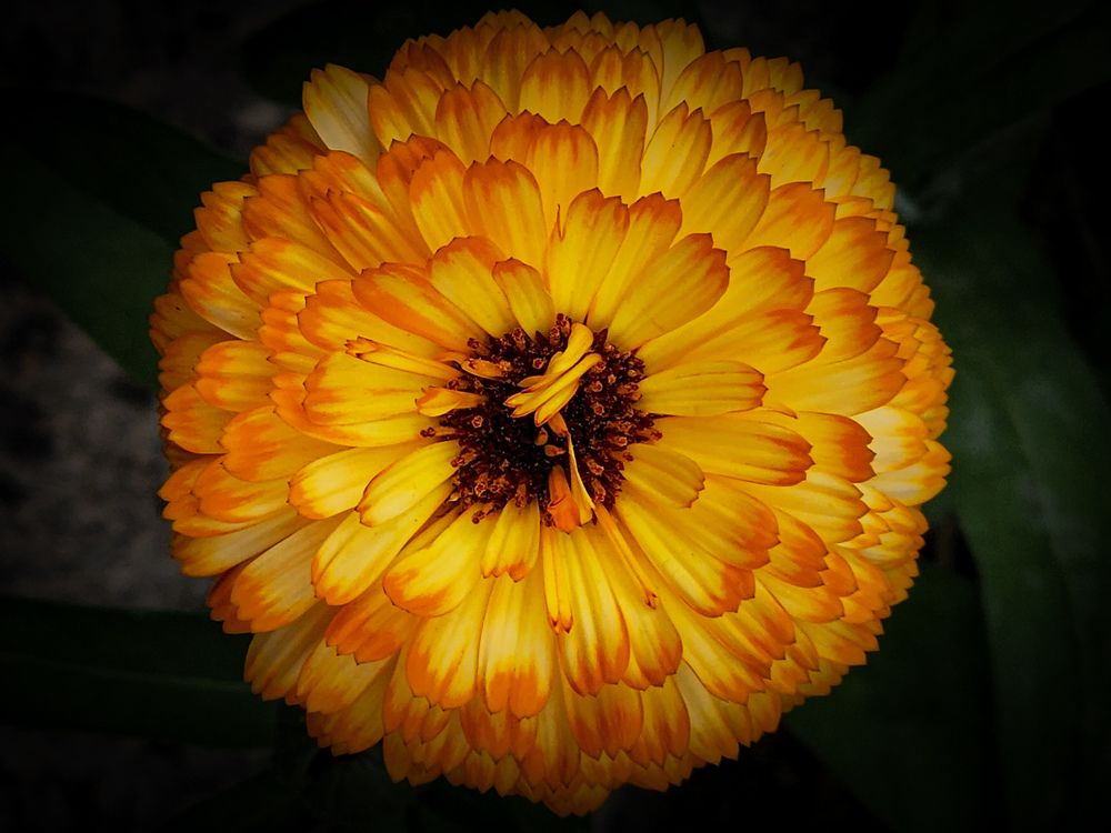 Photograph by Элен Пройс