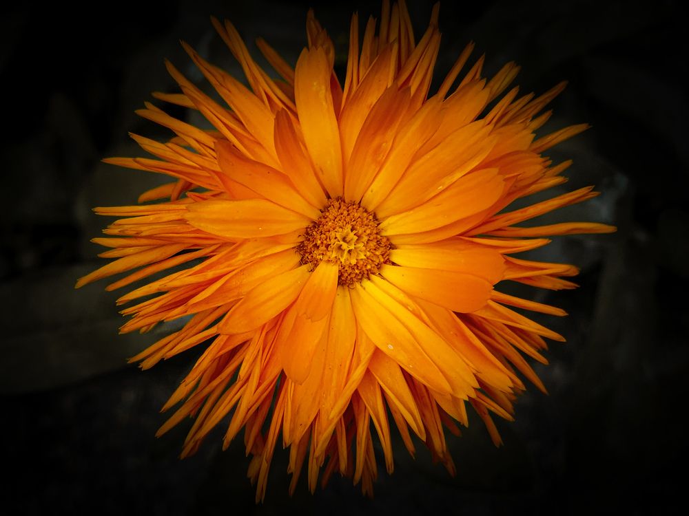 Photograph by Элен Пройс