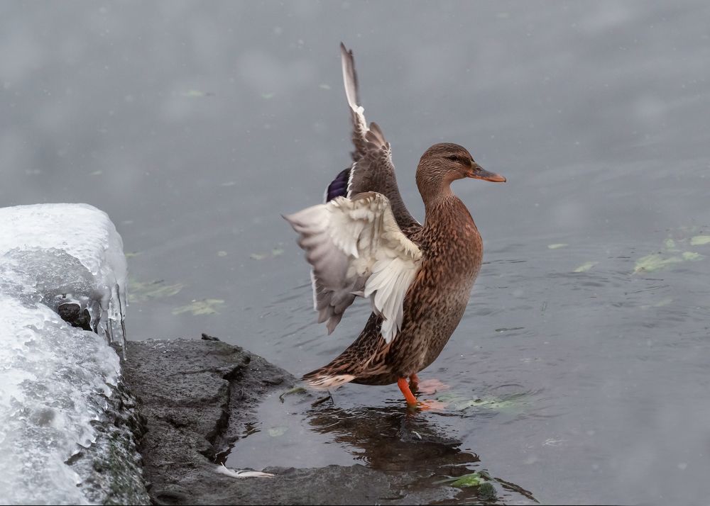 Photograph by Тамара Вотинцева