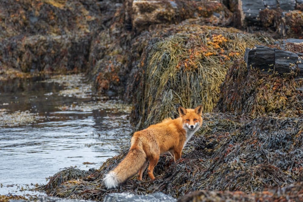 Photograph by Крицак Ольга
