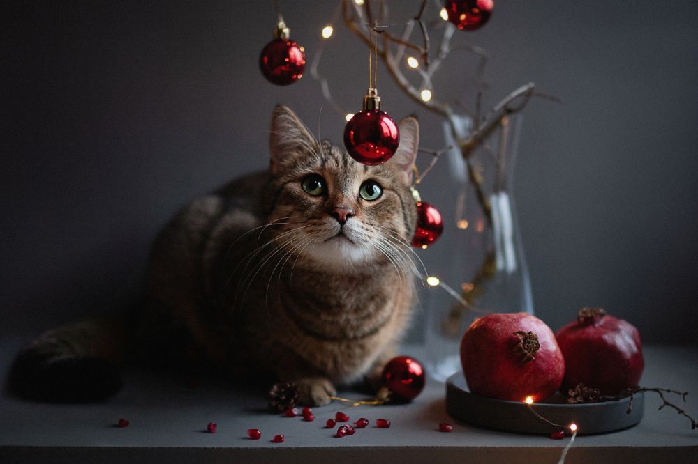 Photograph by Елена Мелихова